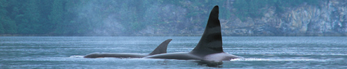 Orcas an der küste British Columbia