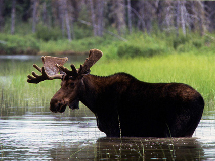 Moose in Killarney Provincial Park